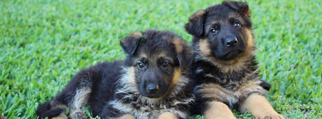 Matilha dos Bravos banner3